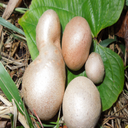 SBJEI-FRESH AIR  POTATO